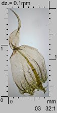 Ptilium crista-castrensis (piórosz pierzasty)