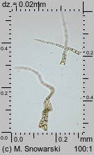 Ptilium crista-castrensis (piórosz pierzasty)