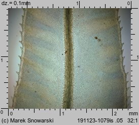Plagiomnium undulatum (płaskomerzyk falisty)