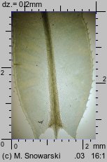 Plagiomnium undulatum (płaskomerzyk falisty)
