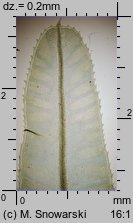 Plagiomnium undulatum (płaskomerzyk falisty)