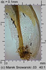 Syntrichia ruralis (pędzliczek wiejski)