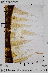 Bryum pseudotriquetrum (prątnik nabrzmiały)