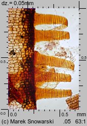 Bryum pseudotriquetrum (prątnik nabrzmiały)