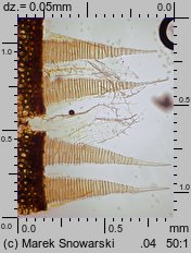 Bryum pseudotriquetrum (prątnik nabrzmiały)