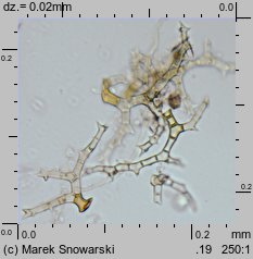 Thuidium philibertii (tujowiec włoskolistny)