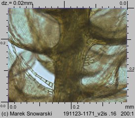 Ptilium crista-castrensis (piórosz pierzasty)