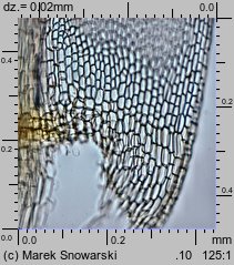 Aulacomnium palustre (próchniczek błotny)