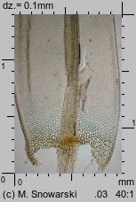 Aulacomnium palustre (próchniczek błotny)