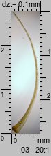 Dicranella heteromalla (widłoząbek włoskowy)