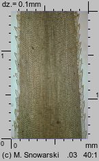 Polytrichastrum formosum (złotowłos strojny)