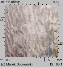 Polytrichastrum formosum (złotowłos strojny)