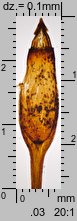 Tetraphis pellucida (czteroząb przeźroczysty)