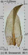 Barbula convoluta (zwojek skręcony)