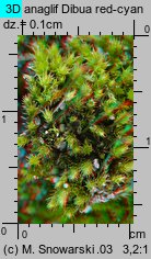 Bryum bicolor (prątnik dwubarwny)