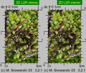 Bryum bicolor (prątnik dwubarwny)