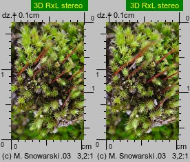 Bryum bicolor (prątnik dwubarwny)