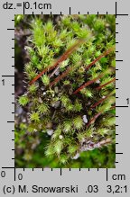 Bryum bicolor (prątnik dwubarwny)