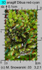 Bryum bicolor (prątnik dwubarwny)