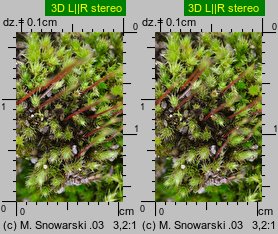 Bryum bicolor (prątnik dwubarwny)