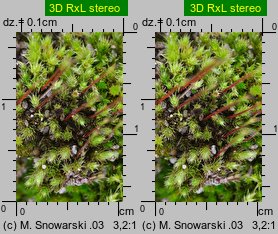Bryum bicolor (prątnik dwubarwny)