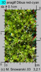 Bryum bicolor (prątnik dwubarwny)