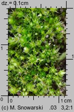 Bryum bicolor (prątnik dwubarwny)