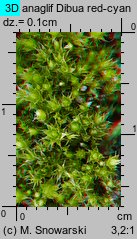 Bryum bicolor (prątnik dwubarwny)