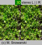 Bryum bicolor (prątnik dwubarwny)