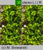 Bryum bicolor (prątnik dwubarwny)