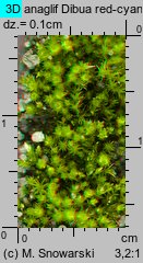 Bryum bicolor (prątnik dwubarwny)
