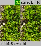 Bryum bicolor (prątnik dwubarwny)