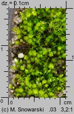 Bryum bicolor (prątnik dwubarwny)