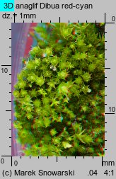 Bryum bicolor (prątnik dwubarwny)