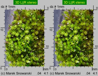 Bryum bicolor (prątnik dwubarwny)