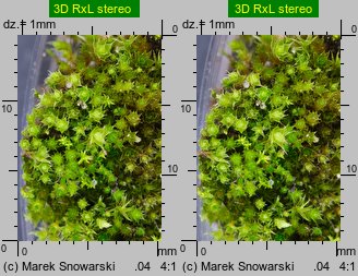Bryum bicolor (prątnik dwubarwny)