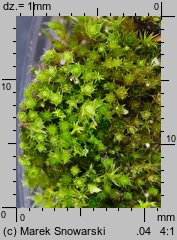 Bryum bicolor (prątnik dwubarwny)