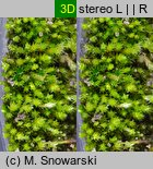 Bryum bicolor (prątnik dwubarwny)