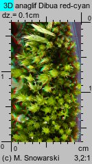 Bryum bicolor (prątnik dwubarwny)