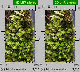 Bryum bicolor (prątnik dwubarwny)