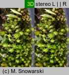 Bryum bicolor (prątnik dwubarwny)