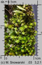 Bryum bicolor (prątnik dwubarwny)