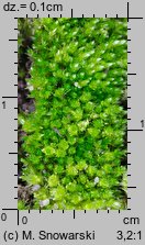 Bryum bicolor (prątnik dwubarwny)