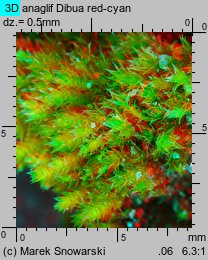 Bryum bicolor (prątnik dwubarwny)