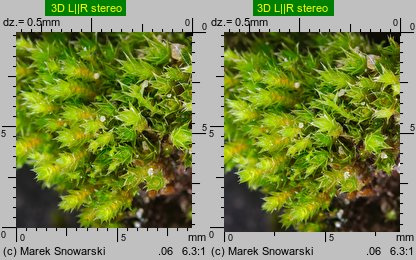 Bryum bicolor (prątnik dwubarwny)