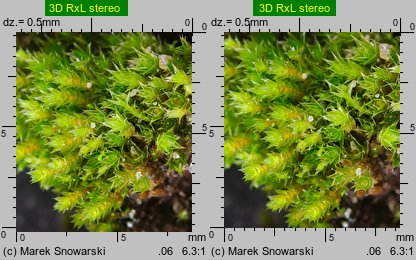 Bryum bicolor (prątnik dwubarwny)