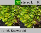 Bryum bicolor (prątnik dwubarwny)