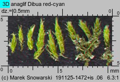 Bryum bicolor (prątnik dwubarwny)
