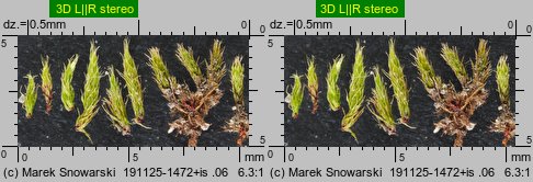 Bryum bicolor (prątnik dwubarwny)