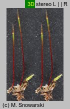 Bryum bicolor (prątnik dwubarwny)